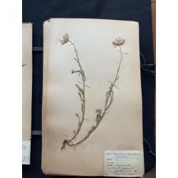 Herbarium Bengt Christiansson. Ängelholm
